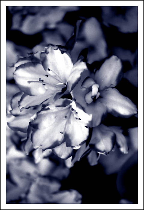 Fiori.jpg