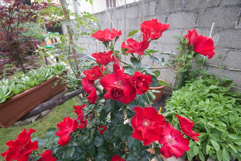 fiori800iso.jpg
