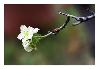 fiori.jpg