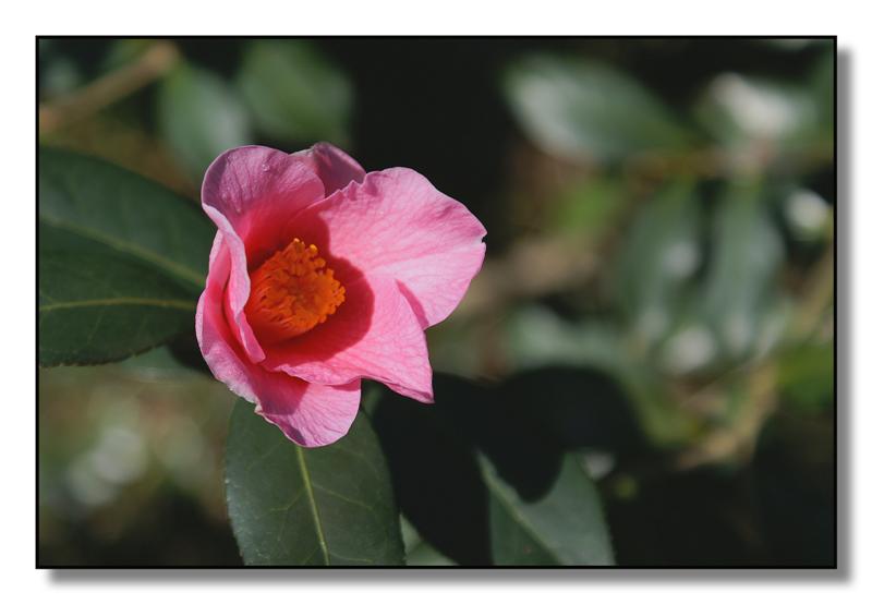 fiori(camelia02) (Medium).jpg