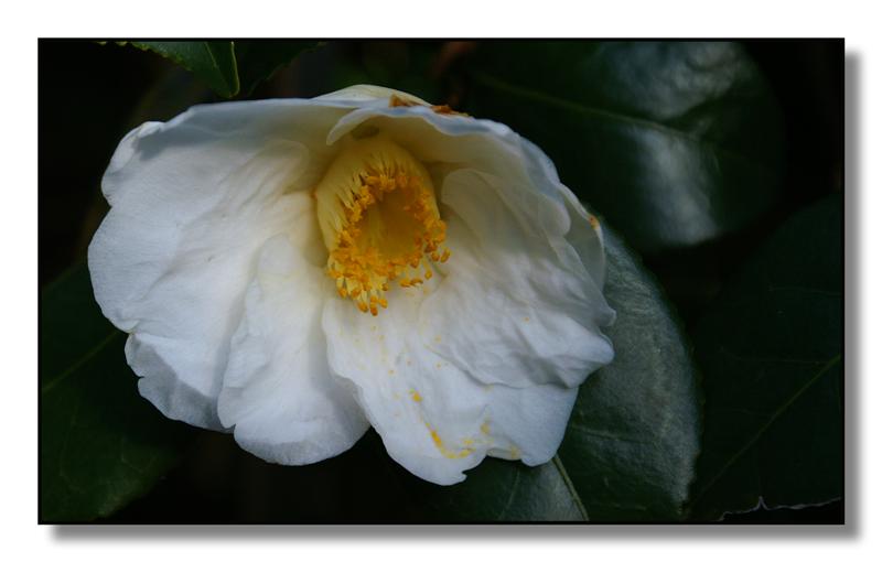 fiori(camelia04) (Medium).jpg