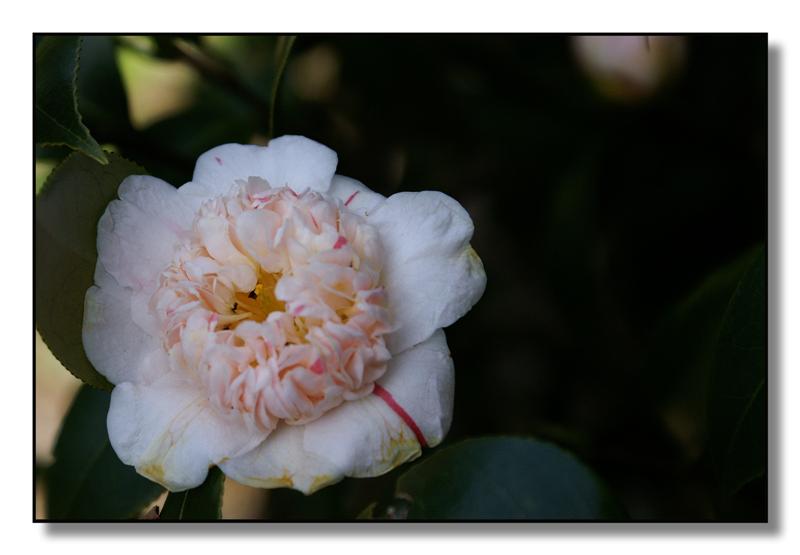 fiori(camelia09) (Medium).jpg