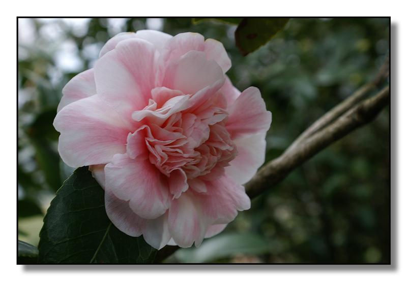 fiori(camelie25) (Medium).jpg