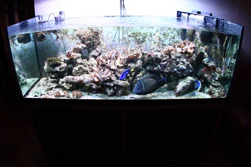 fish_15mm.jpg