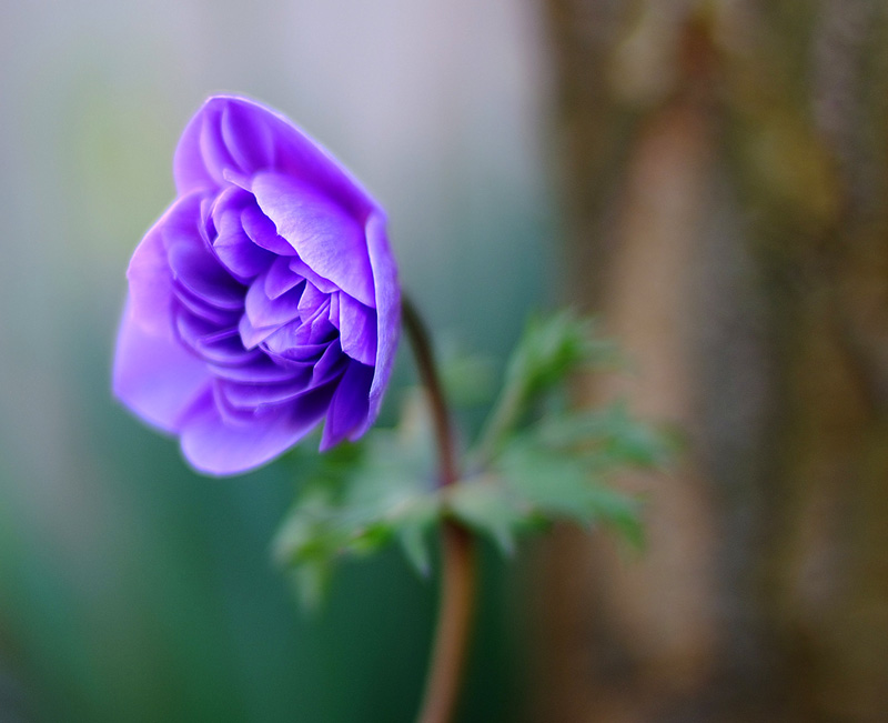 Flower.jpg
