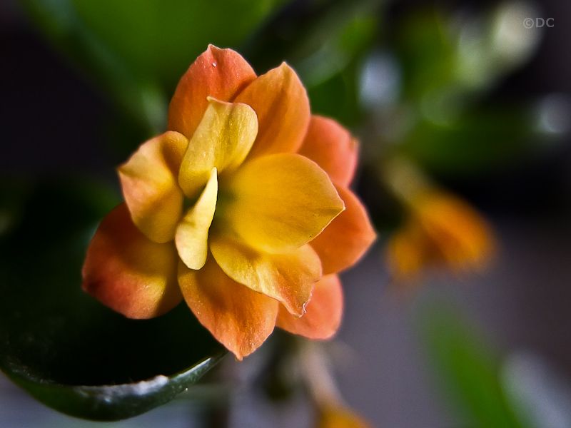 Flower_800-200k.jpg