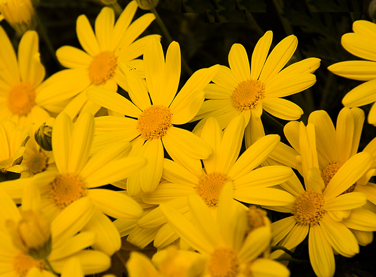 flwrs_3_inv_1.jpg