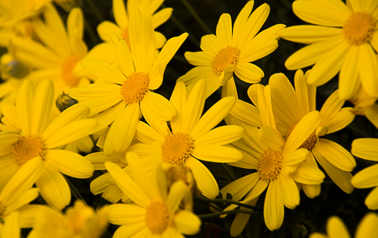 flwrs_3_inv_2.jpg