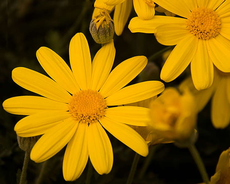 flwrs_3_inv_5.jpg