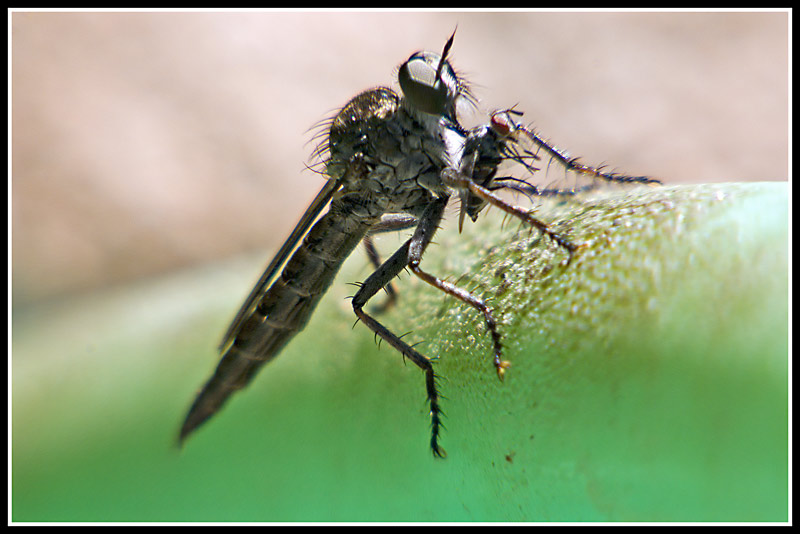 Fly eat Fly - 2.jpg