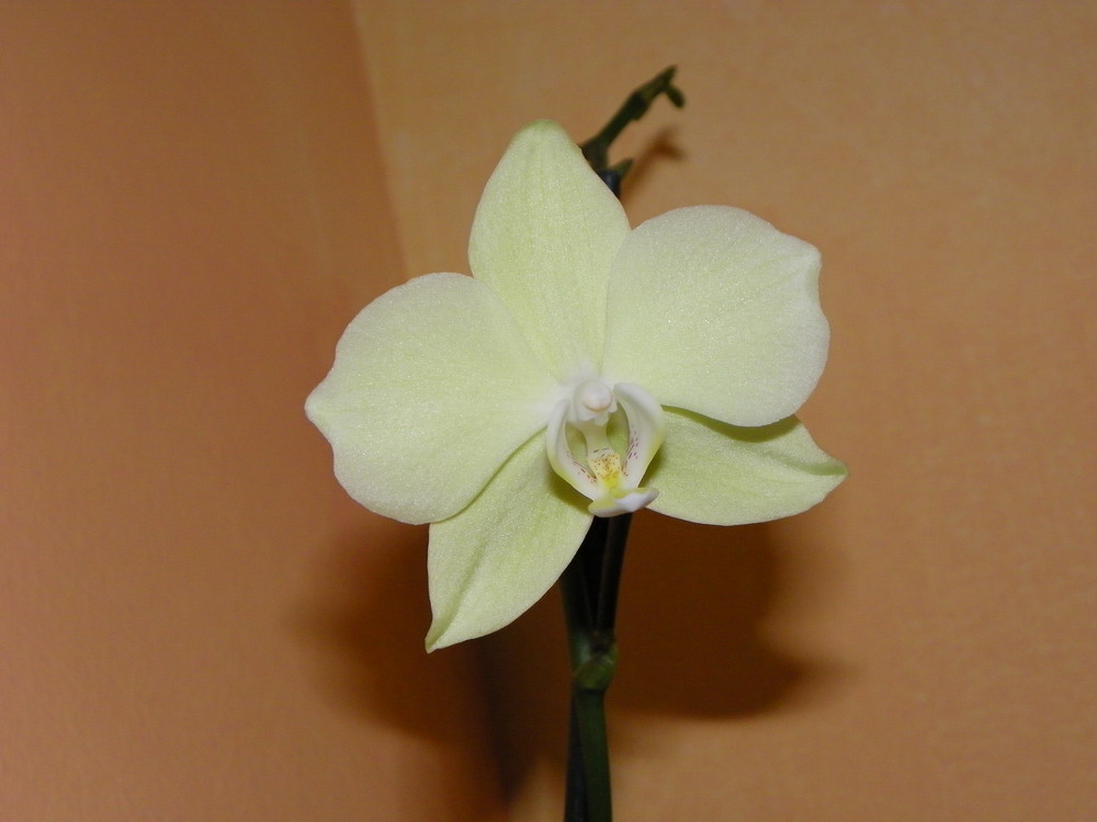FOCALE 26mm.JPG