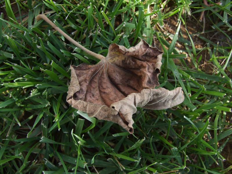 Foglia-secca-su-prato.jpg