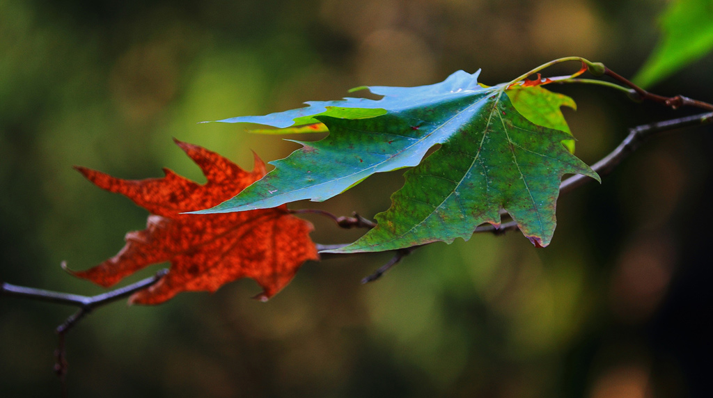 foglie-rosse-e-verdi200.jpg