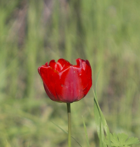 foto1_35350crop.jpg