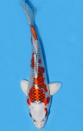 Foto  2.jpg