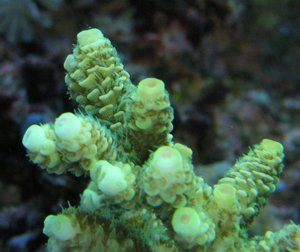 foto  macro corallo.jpg