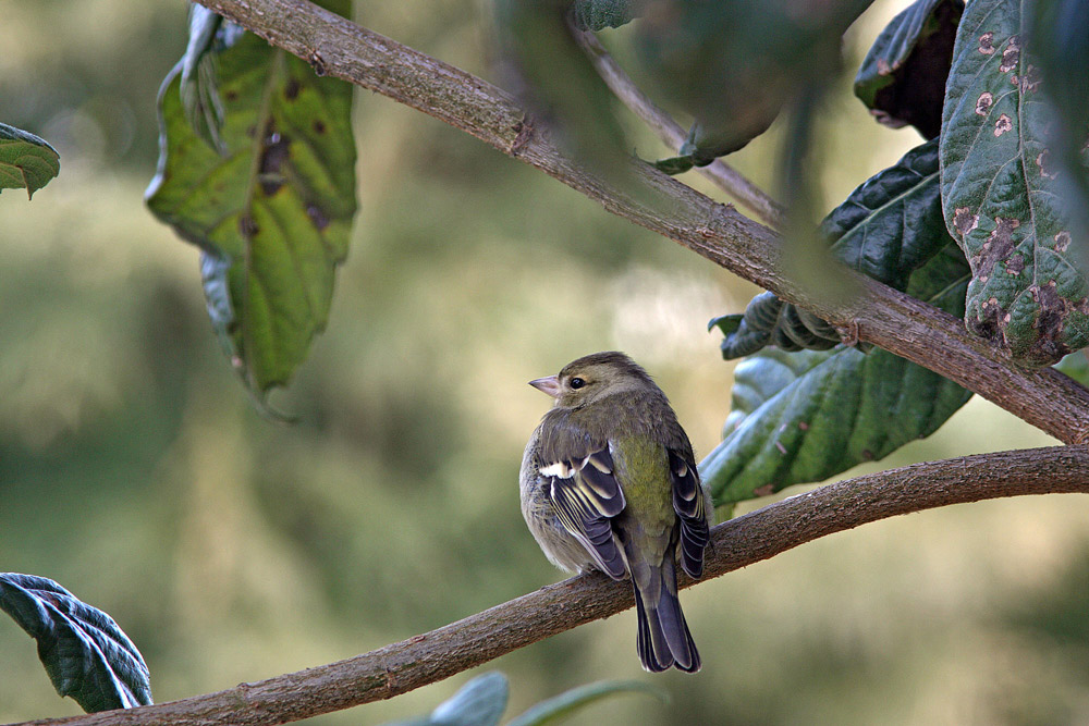 fringuello-verde.jpg