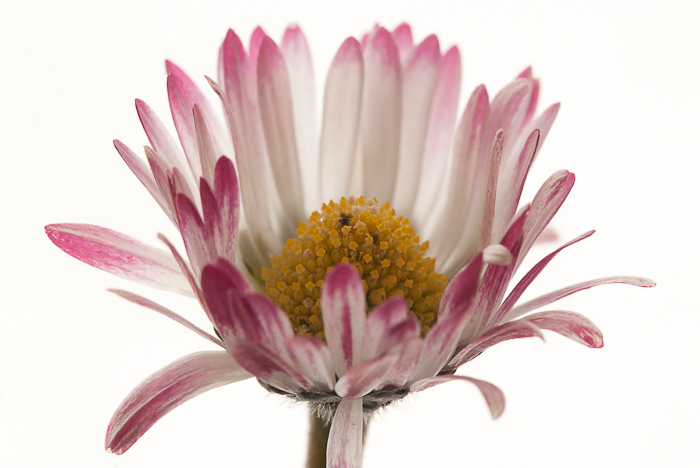 FS5-48480-2.jpg