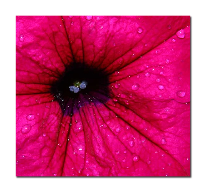 Fucsia.jpg