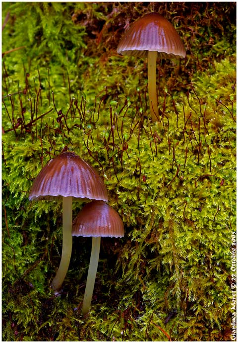 FUNGHI-2+1.jpg