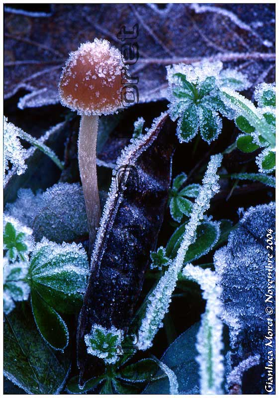 Funghi-Brina-2.jpg
