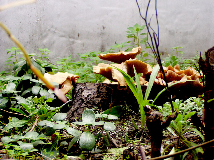 Funghi.jpg