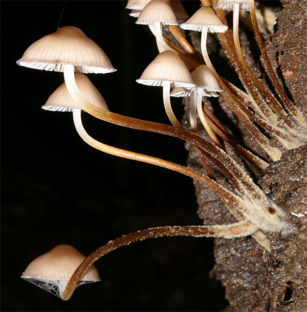 funghi.jpg