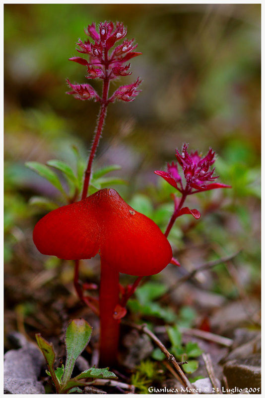 Fungo-rosso.jpg