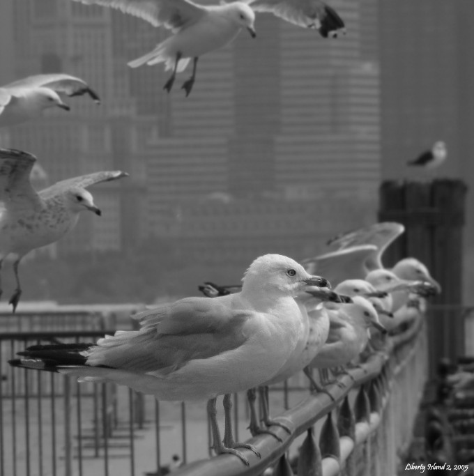 Gabbiani 2 leggera.JPG