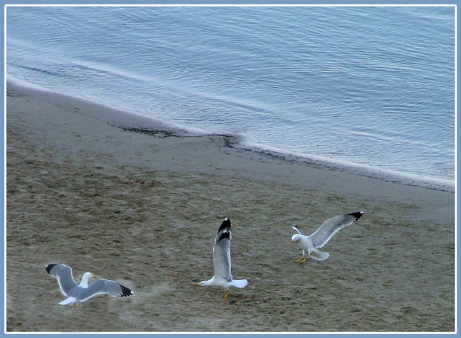 Gabbiani Sulla Spiaggia.jpg