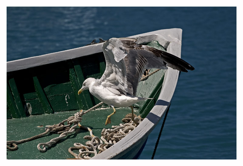 Gabbiano-In-Barca.jpg
