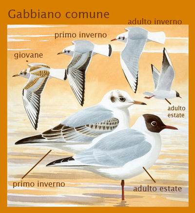GABBIANO.jpg