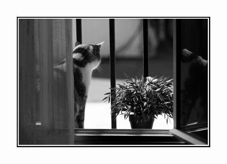 Gato-2.jpg