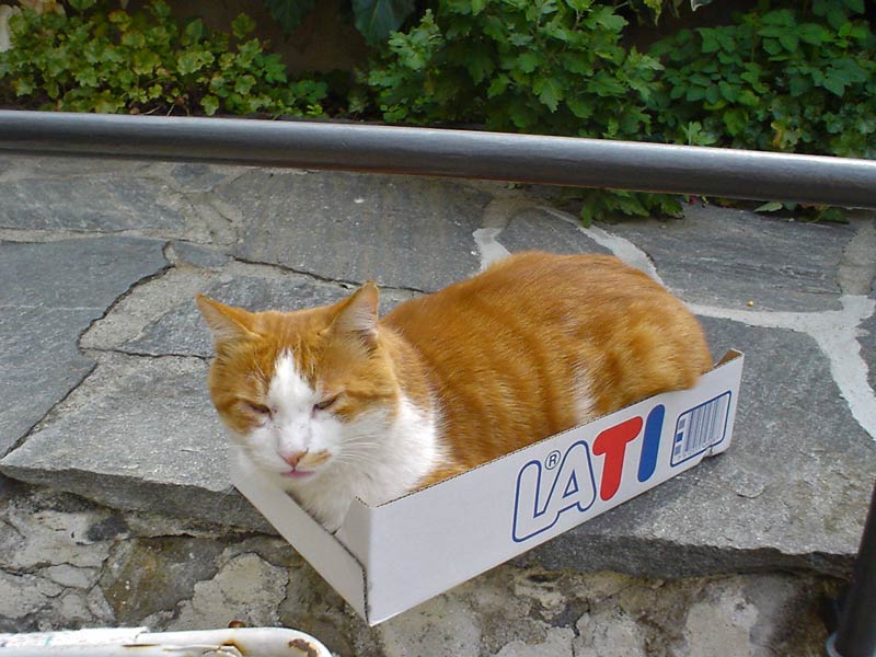gatt3-no-fuji.jpg
