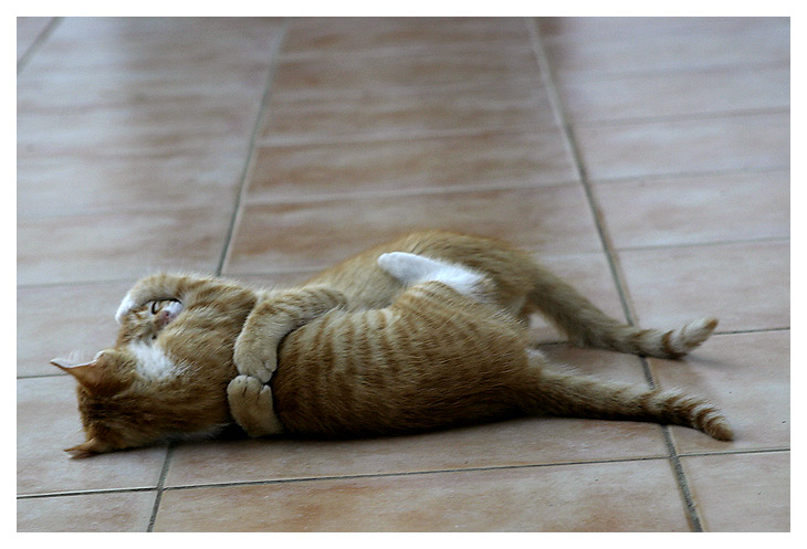 gatti04.jpg
