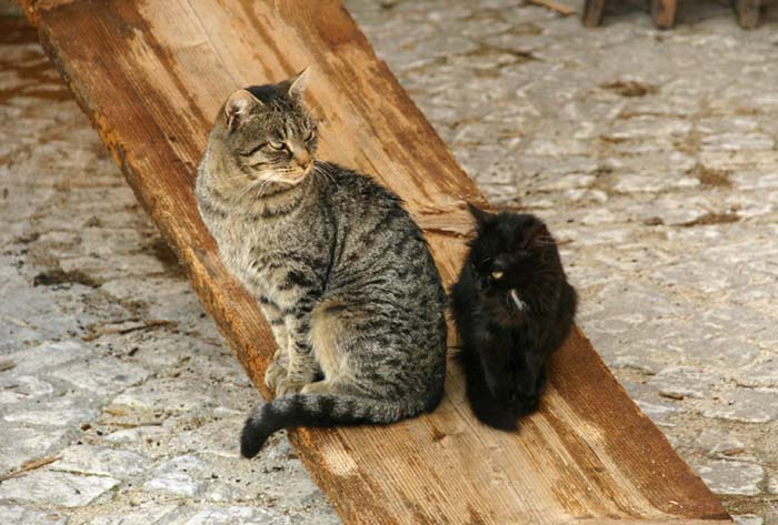 Gatti guardinghi.jpg