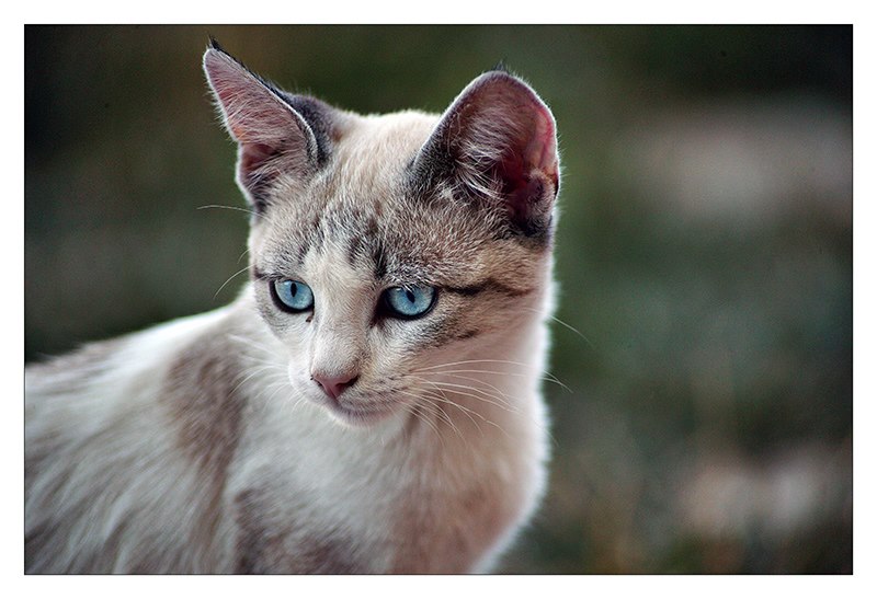 gattina.jpg