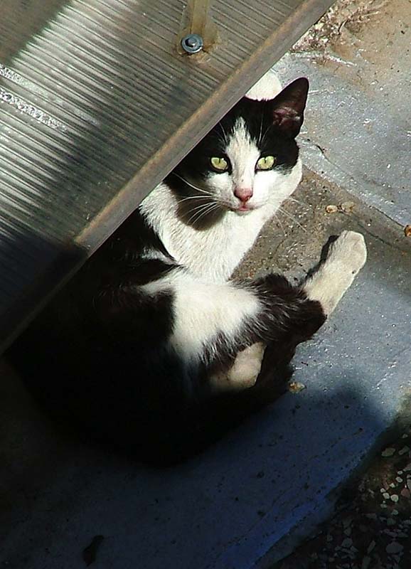 GATTO04.jpg