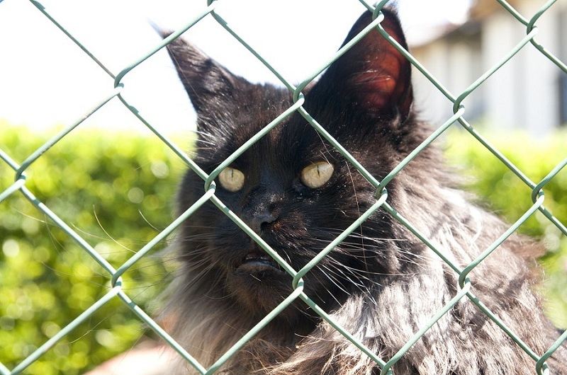 gatto 01 bis.jpg