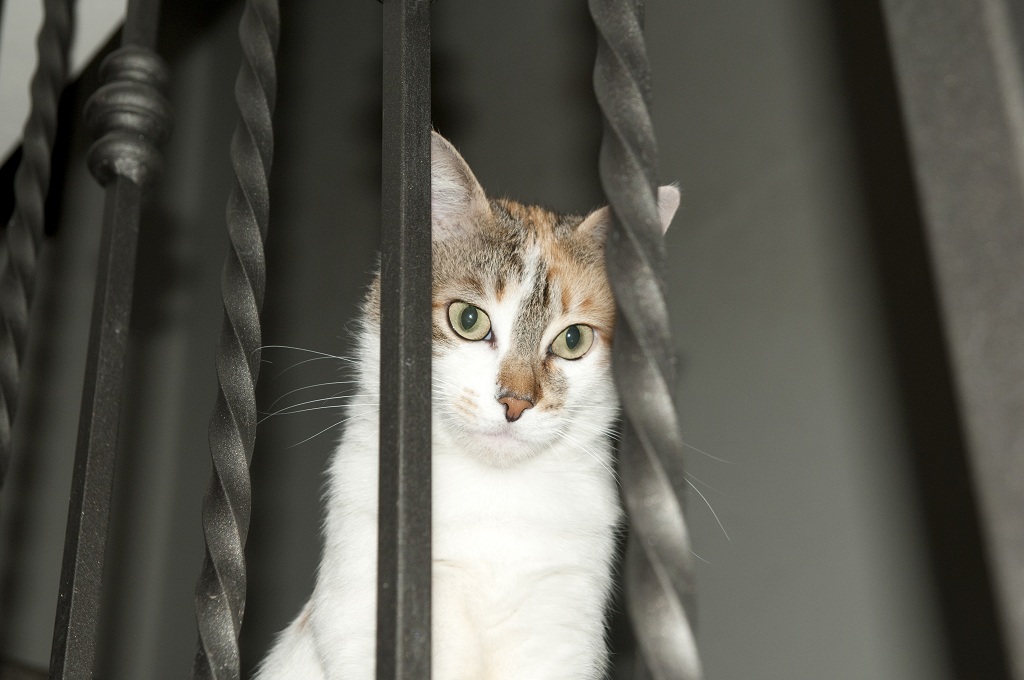 gatto 03 bis.jpg