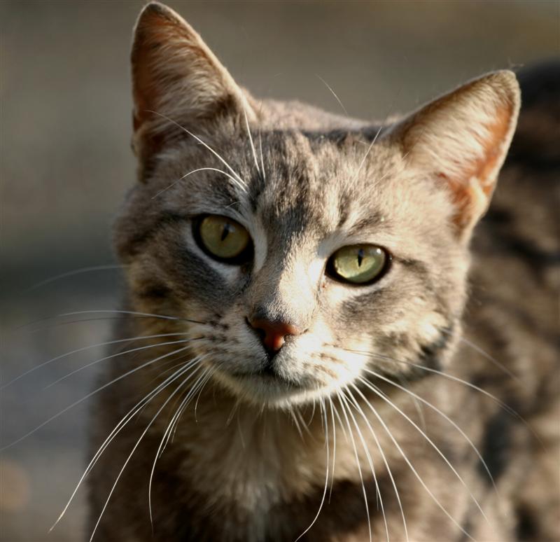 gatto.jpg
