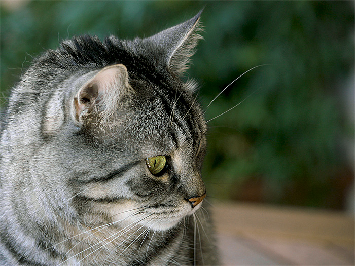 gatto.jpg