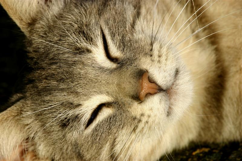 gatto 1.jpg
