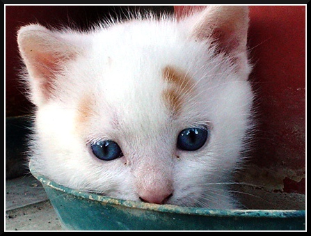 gatto.jpg