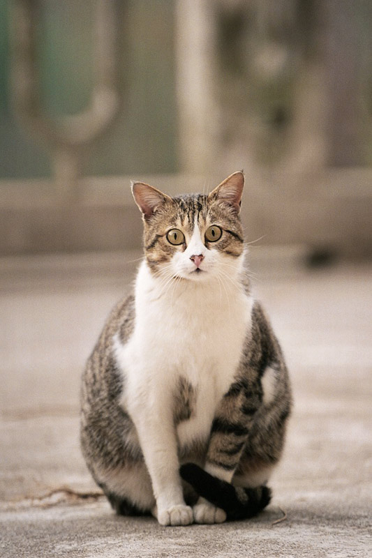 gatto_beota_01.jpg