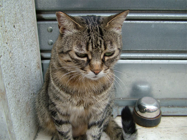 gatto depresso.jpg