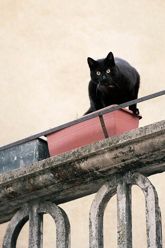 gatto_nero_01.jpg