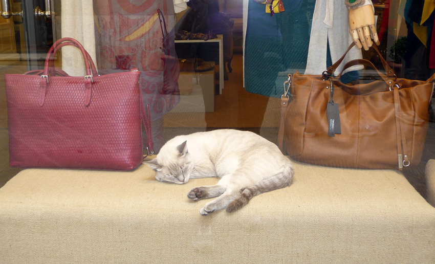 Gatto vetrina ridotto.JPG