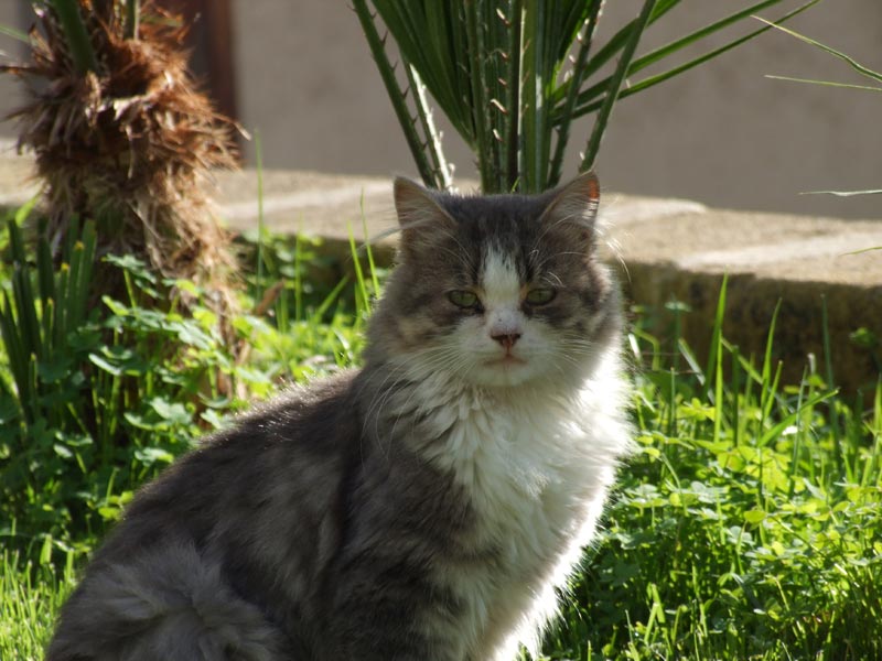 Gattone-in-posa.jpg