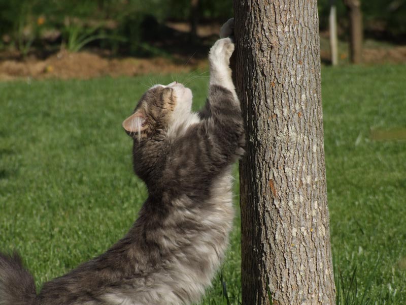 Gattone.jpg